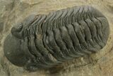Detailed Reedops Trilobite - Atchana, Morocco #376999-3